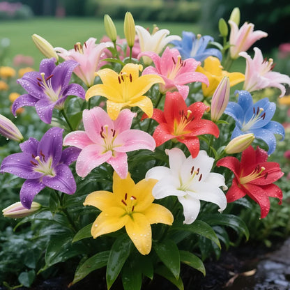 🌺COLORFUL PERFUME LILY BULBS—FRESH AND SWEET | 🔥Buy 1 Get 1 Free🔥