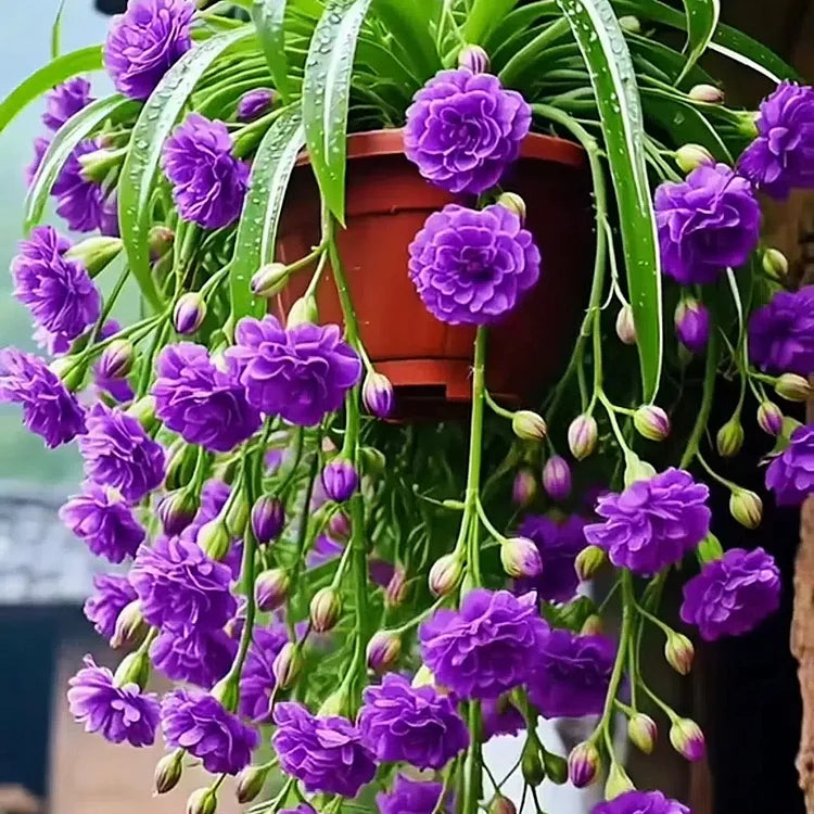 GRAND BLOOM SPIDER PLANT SEEDS/BULBS 💐 NATURE’S HANGING MASTERPIECE OF COLOR & GRACE🌸BUY 1 GET 1 FREE!!🌸
