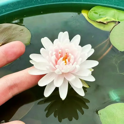 🌸【7 days germination】Last Day 50% OFF💐The Sacred Bonsai Bowl Lotus Flower Seeds | 🔥Buy 1 Get 1 Free🔥
