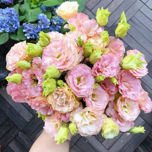 [Flowers even in frosty winter] 🌺High quality Lisianthus Seeds🌺🌸BUY 1 GET 1 FREE!!🌸