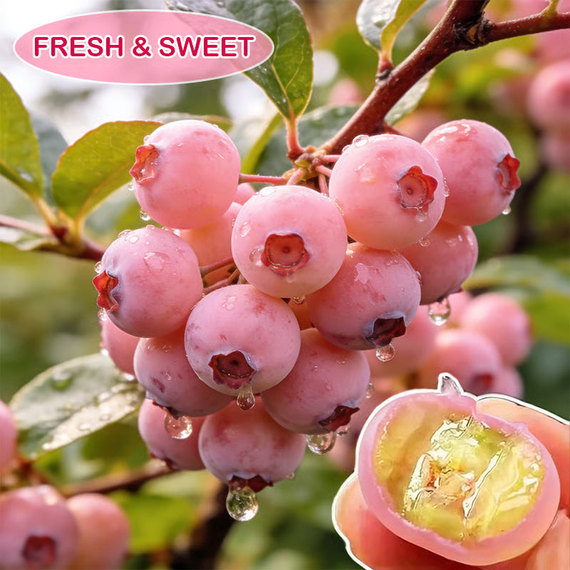🔥50K+ SOLD!💟Premium Pink Blueberry Seeds 🌱BUY 1 GET 1 FREE 🌸 With Plant Growth Supplement