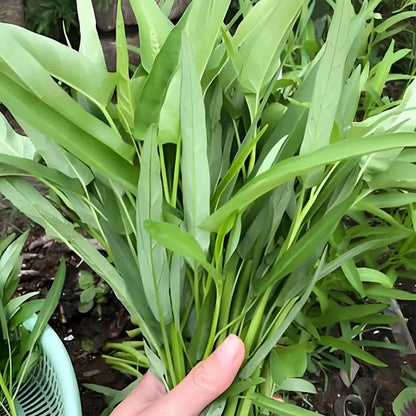 🌱TRIPLE-STEM WATER SPINACH SEEDS🌱🌸BUY 1 GET 1 FREE!!🌸