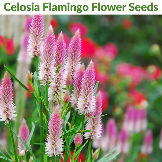 🌸Celosia Flamingo Flower Seeds🌸 (Celosia Spicata Flamingo) 150+Seeds🔥 BUY 1 GET 1 FREE! 🔥