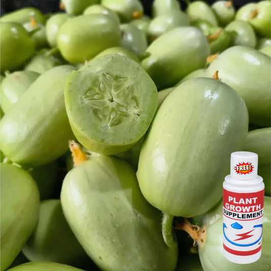 🔥Buy 1 Get 1 Free🔥Cucumber seeds "Golden Boy & Jade Girl" – With Plant Growth Supplement Free