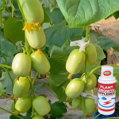 🔥Buy 1 Get 1 Free🔥Cucumber seeds "Golden Boy & Jade Girl" – With Plant Growth Supplement Free