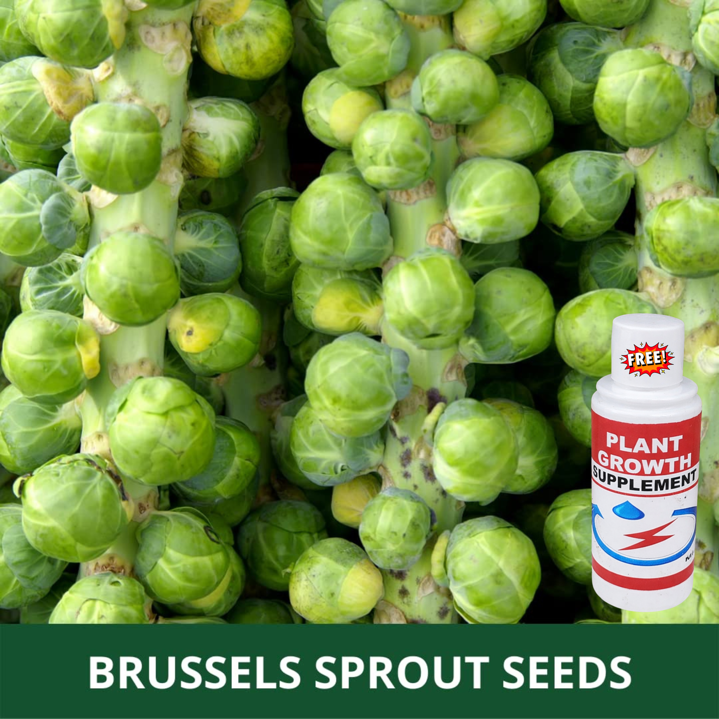 🔥Buy 1 Get 1 Free🔥🌟Brussel Sprout Planting Seeds (Mini Cabbage) – With Plant Growth Supplement Free