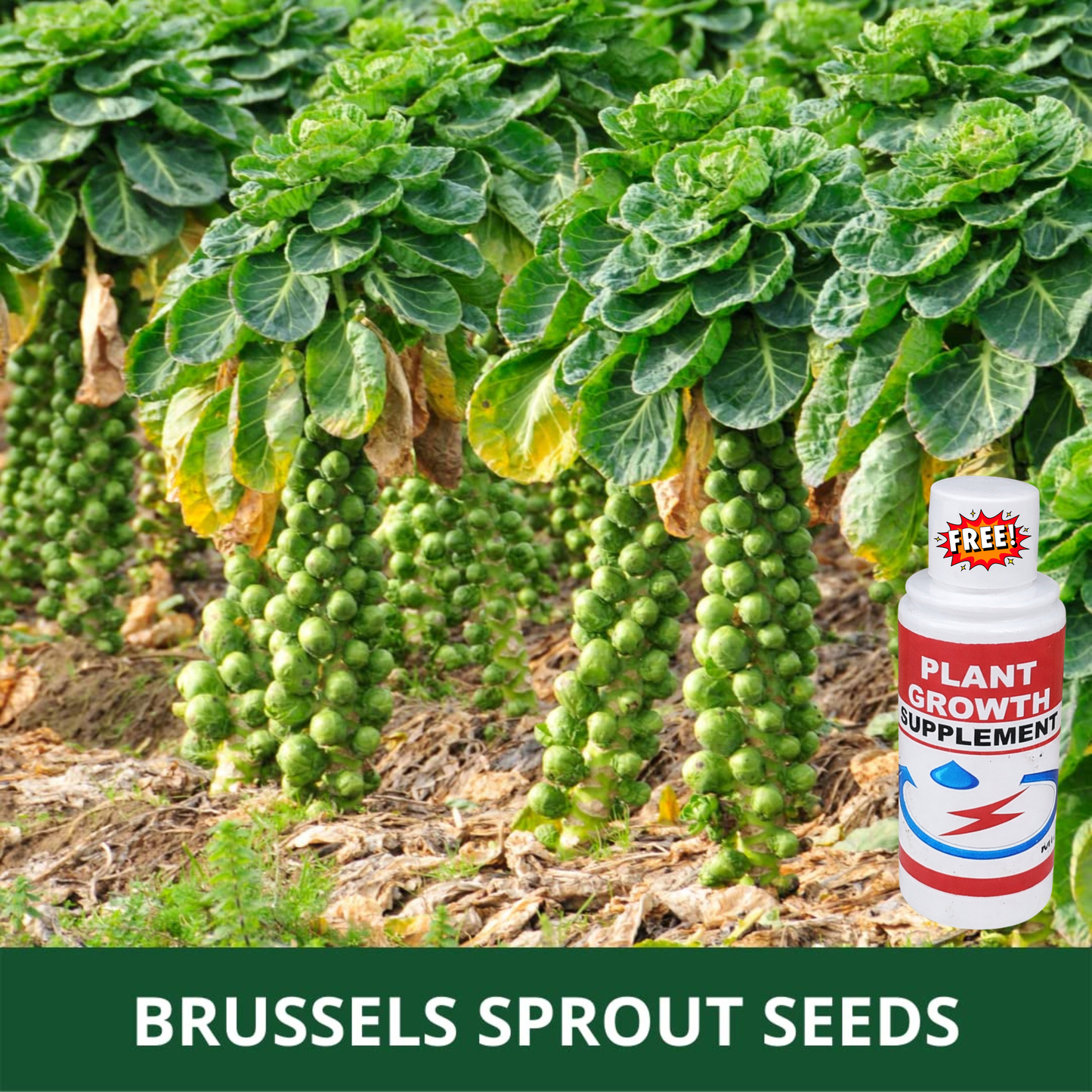 🔥Buy 1 Get 1 Free🔥🌟Brussel Sprout Planting Seeds (Mini Cabbage) – With Plant Growth Supplement Free