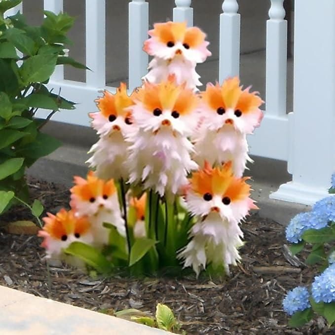Cat’s Eye flower Bulbs Buy 3 Get 1 Free With Plant Growth Supplement