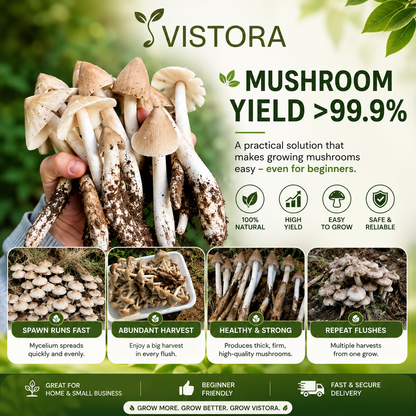 🥳2026 HOT SALE🥳💞50K+ SOLD!✨Premium Organic Mushroom Harvest Grow Kit Seeds – Buy 1 Get 1 F