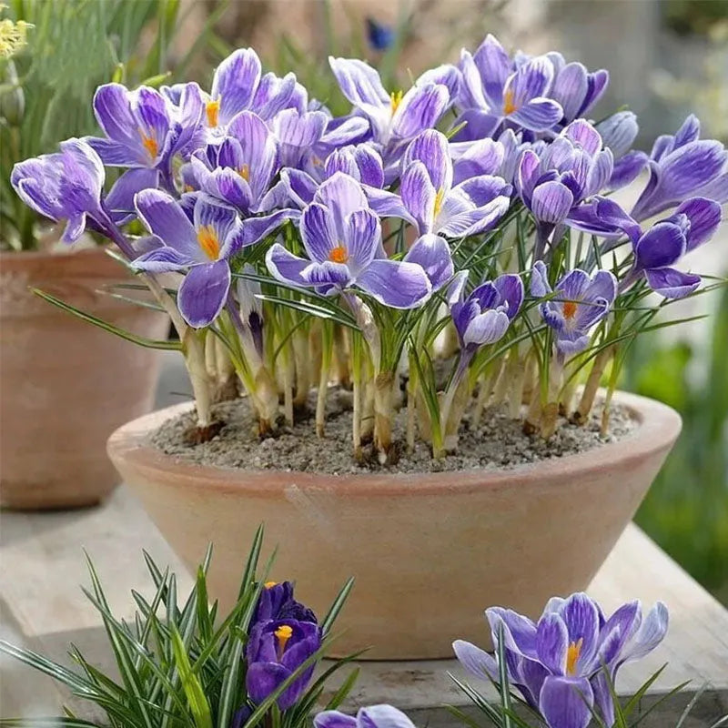 🌹Saffron Bulbs—Gold in the Flower Seeds🌹🔥Buy 1 Get 1 Free🔥