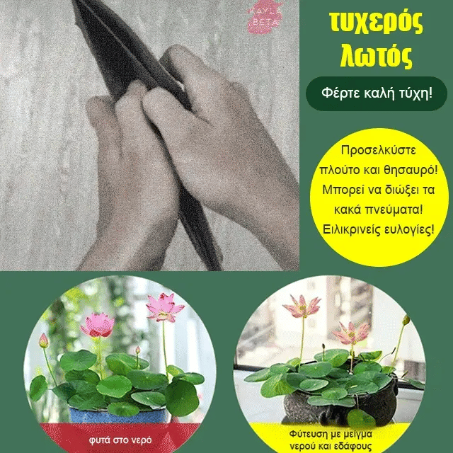 🌸【7 days germination】Last Day 50% OFF💐The Sacred Bonsai Bowl Lotus Flower Seeds | 🔥Buy 1 Get 1 Free🔥
