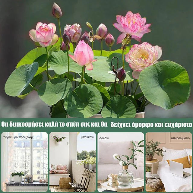 🌸【7 days germination】Last Day 50% OFF💐The Sacred Bonsai Bowl Lotus Flower Seeds | 🔥Buy 1 Get 1 Free🔥
