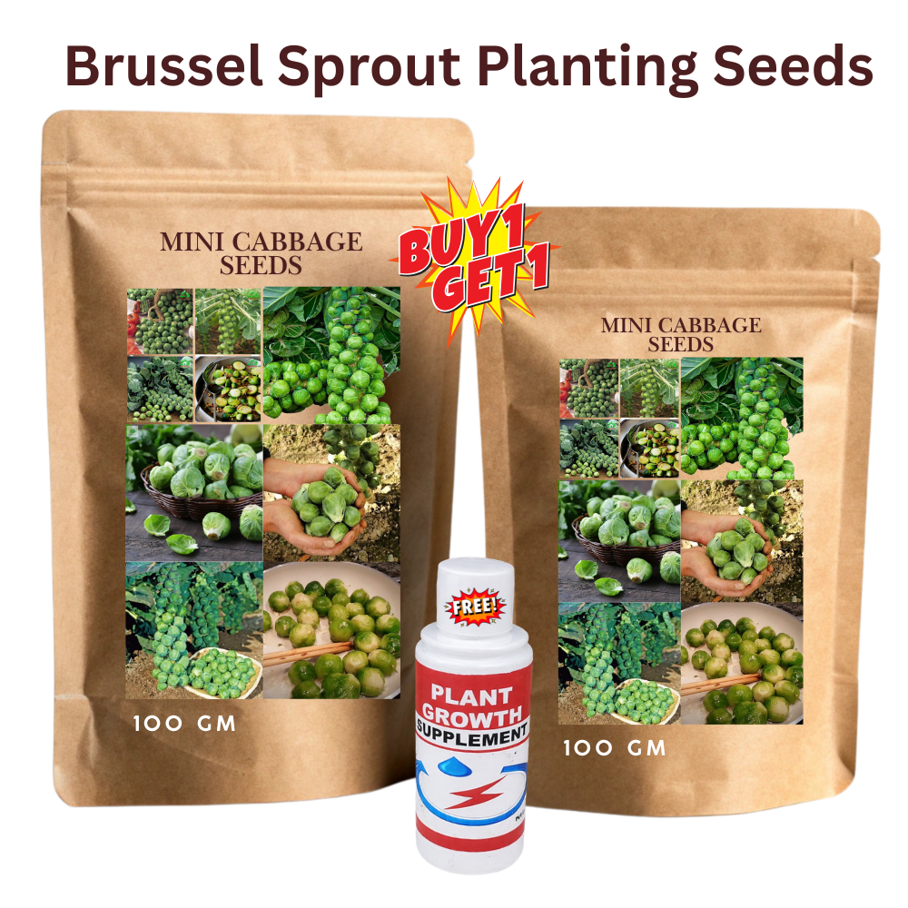 🔥Buy 1 Get 1 Free🔥🌟Brussel Sprout Planting Seeds (Mini Cabbage) – With Plant Growth Supplement Free