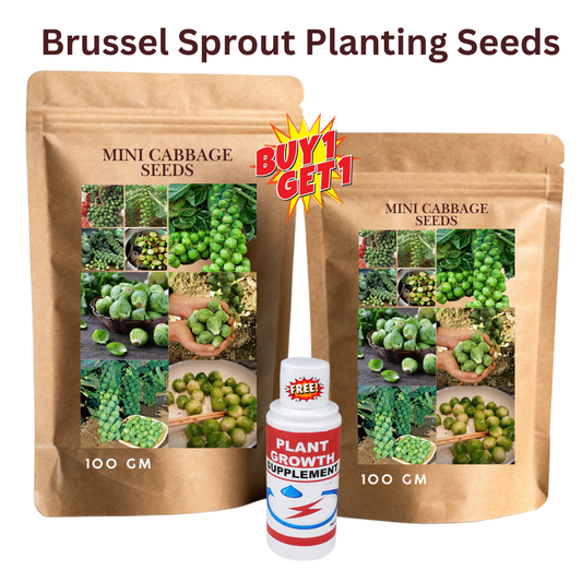 🔥Buy 1 Get 1 Free🔥🌟Brussel Sprout Planting Seeds (Mini Cabbage) – With Plant Growth Supplement Free