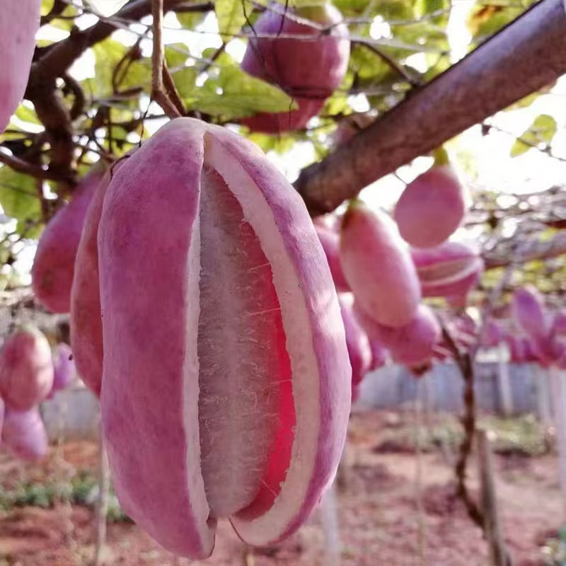 🌿Chocolate Vine Plant Seeds, Akebia Quinata Seeds, Akebia Plant for Outdoor Garden | 🔥Buy 1 Get 1 Free🔥