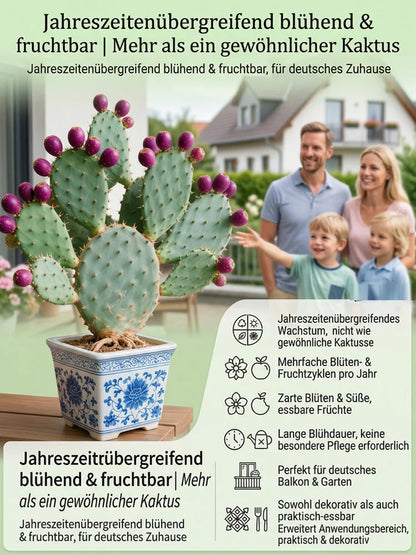🔥Buy 1 Get 1 Free🔥🍈 Fruit Cactus Seeds 🍈 Edible, nutritious fruits 🌵Easy to grow & drought-tolerant ⚡Fast growth & low pest risk