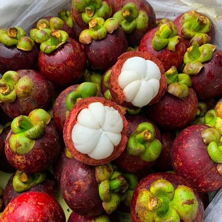 🔥Buy 1 Get 1 Free🔥🍈Mangosteen Seeds – Cultivate the Queen of Fruits in Your Garden!