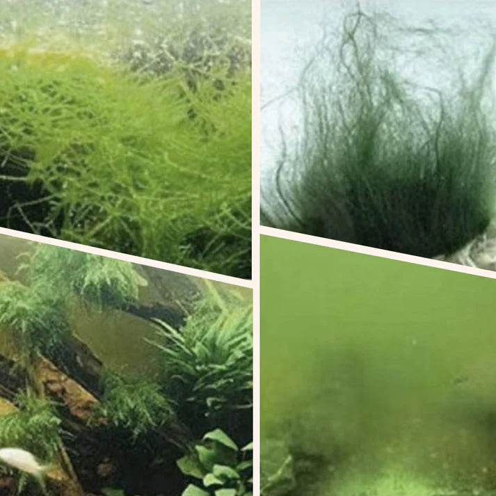 🎉Buy More Save More💥 Algae & Moss Remover for Fish Tank - Safe Water Purification