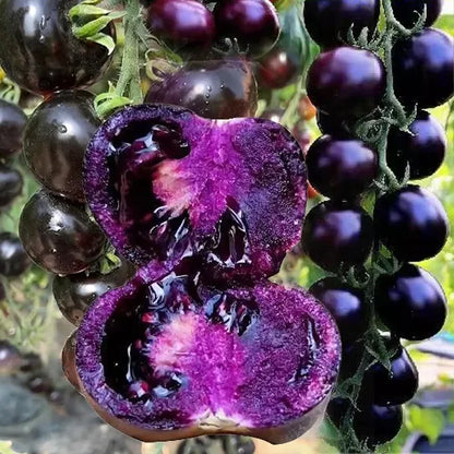 Rare Blueberry Pruple Tomato Seeds No Gmo | 🔥Buy 1 Get 1 Free🔥