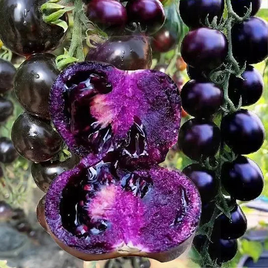 Rare Blueberry Pruple Tomato Seeds No Gmo | 🔥Buy 1 Get 1 Free🔥