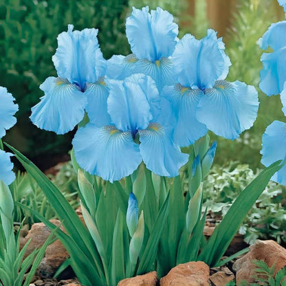 ⚜️Rare Tall Bearded Iris Bulbs (Premium Rhizome Variety) | ⚜️Buy 1 Get 1 Free⚜️