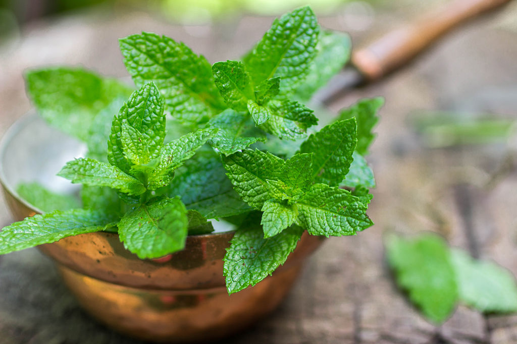 🌿 Mint Seeds – Fresh, Healthy & Easy to Grow | 🔥Buy 1 Get 1 Free🔥