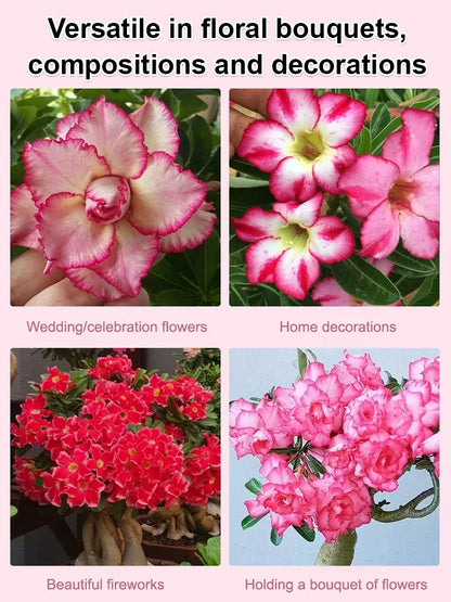 [Desert Rose Seeds] - Survives 100 Years with Simple Watering and Stunning Blooms🌸BUY 1 GET 1 FREE🌸