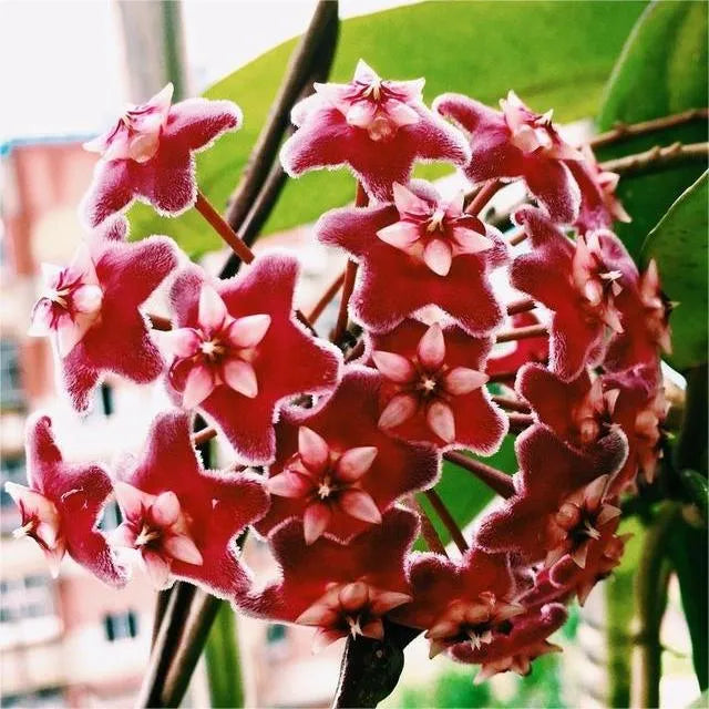 ✨Hoya Bulbs- Stars falling from the sky✨ | 🔥Buy 1 Get 1 Free🔥