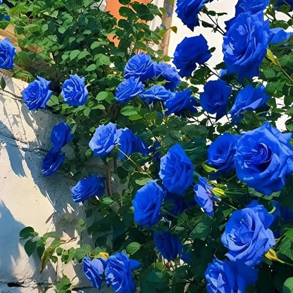 🌹SUMMER SPECIAL DAY SALE 50%OFF!!!🌹Rare Heirloom Blue Rose Seeds🌸BUY 1 GET 1 FREE!!🌸