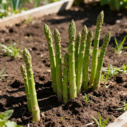 🌱 Grow Your Own Asparagus from Seeds — Fresh, Flavorful & Long-Lasting 👑 | 🔥Buy 1 Get 1 Free🔥
