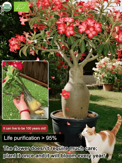 [Desert Rose Seeds] - Survives 100 Years with Simple Watering and Stunning Blooms🌸BUY 1 GET 1 FREE🌸