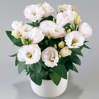 [Flowers even in frosty winter] 🌺High quality Lisianthus Seeds🌺🌸BUY 1 GET 1 FREE!!🌸