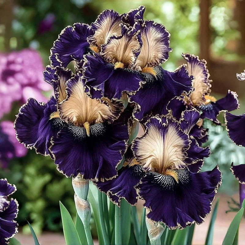 ⚜️Rare Tall Bearded Iris Bulbs (Premium Rhizome Variety) | ⚜️Buy 1 Get 1 Free⚜️