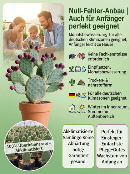 🔥Buy 1 Get 1 Free🔥🍈 Fruit Cactus Seeds 🍈 Edible, nutritious fruits 🌵Easy to grow & drought-tolerant ⚡Fast growth & low pest risk