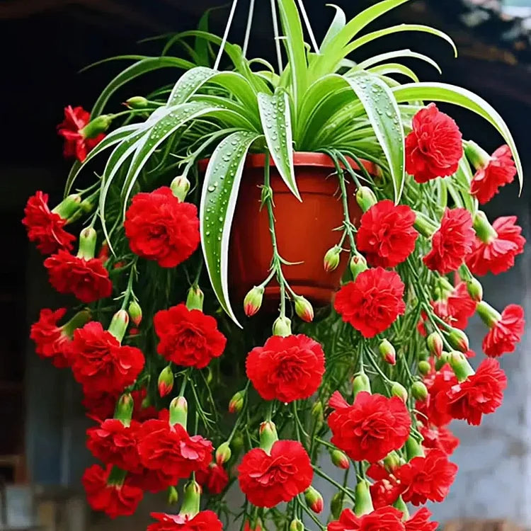 GRAND BLOOM SPIDER PLANT SEEDS/BULBS 💐 NATURE’S HANGING MASTERPIECE OF COLOR & GRACE🌸BUY 1 GET 1 FREE!!🌸