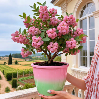 🔥50K+ SOLD!💟Premium Pink Blueberry Seeds 🌱BUY 1 GET 1 FREE 🌸 With Plant Growth Supplement