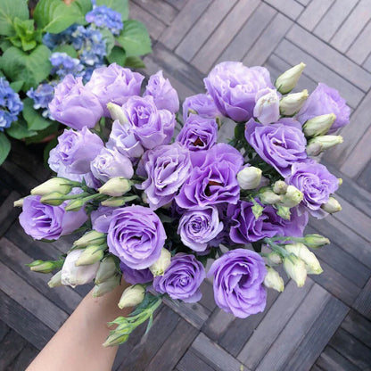 [Flowers even in frosty winter] 🌺High quality Lisianthus Seeds🌺🌸BUY 1 GET 1 FREE!!🌸