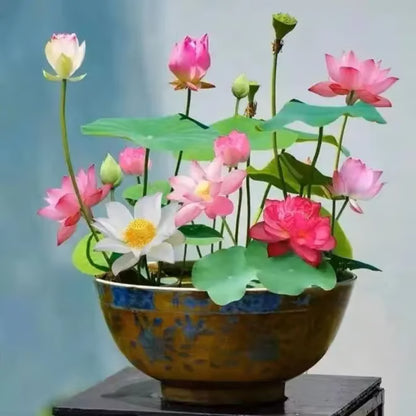 🌸【7 days germination】Last Day 50% OFF💐The Sacred Bonsai Bowl Lotus Flower Seeds | 🔥Buy 1 Get 1 Free🔥