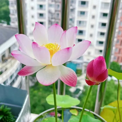 🌸【7 days germination】Last Day 50% OFF💐The Sacred Bonsai Bowl Lotus Flower Seeds | 🔥Buy 1 Get 1 Free🔥