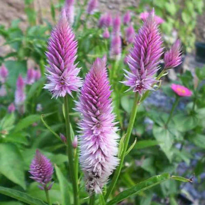 🌸Celosia Flamingo Flower Seeds🌸 (Celosia Spicata Flamingo) 150+Seeds🔥 BUY 1 GET 1 FREE! 🔥