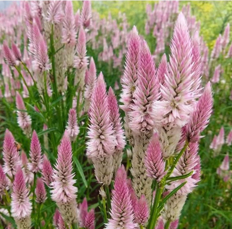 🌸Celosia Flamingo Flower Seeds🌸 (Celosia Spicata Flamingo) 150+Seeds🔥 BUY 1 GET 1 FREE! 🔥