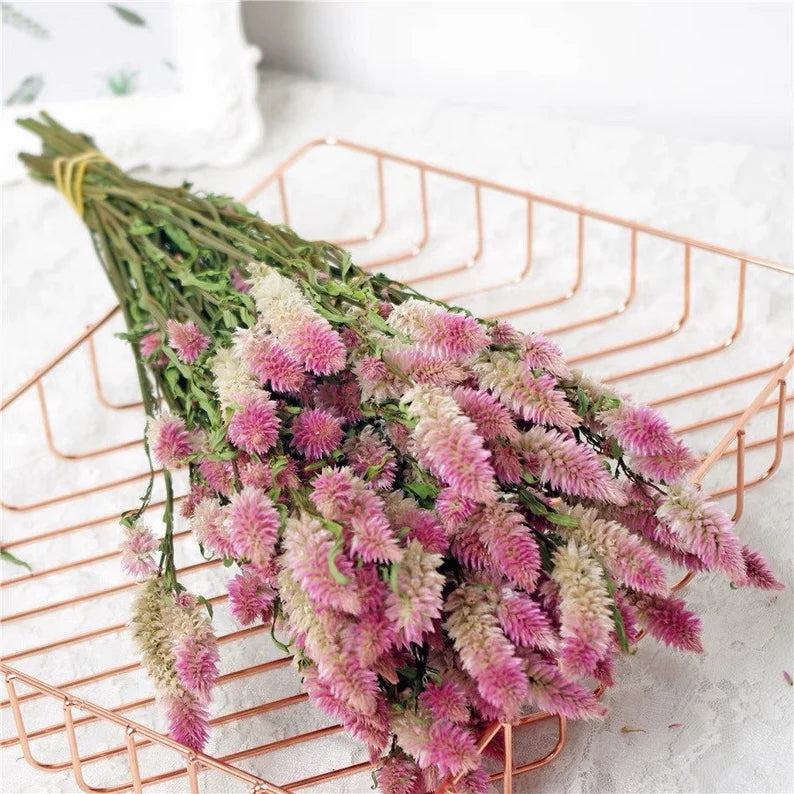 🌸Celosia Flamingo Flower Seeds🌸 (Celosia Spicata Flamingo) 150+Seeds🔥 BUY 1 GET 1 FREE! 🔥