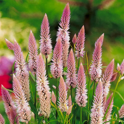 🌸Celosia Flamingo Flower Seeds🌸 (Celosia Spicata Flamingo) 150+Seeds🔥 BUY 1 GET 1 FREE! 🔥