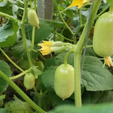 🔥Buy 1 Get 1 Free🔥Cucumber seeds "Golden Boy & Jade Girl" – With Plant Growth Supplement Free