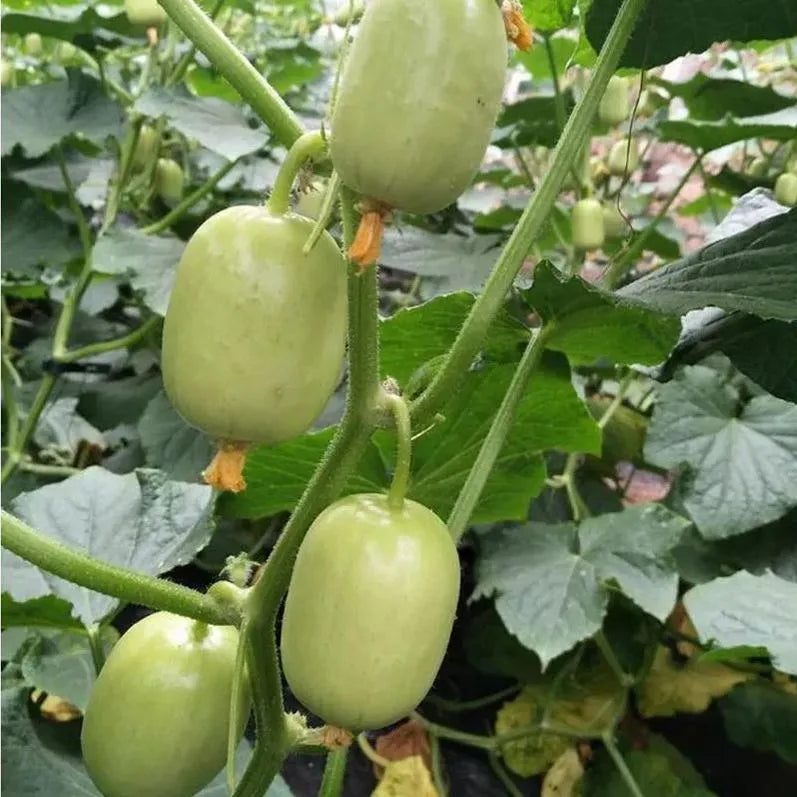 🔥Buy 1 Get 1 Free🔥Cucumber seeds "Golden Boy & Jade Girl" – With Plant Growth Supplement Free