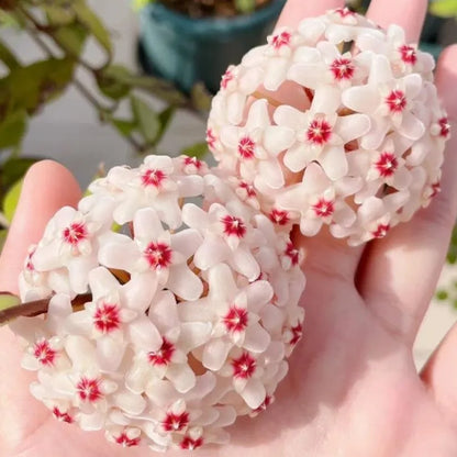 ✨Hoya Bulbs- Stars falling from the sky✨ | 🔥Buy 1 Get 1 Free🔥