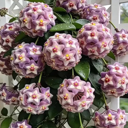 ✨Hoya Bulbs- Stars falling from the sky✨ | 🔥Buy 1 Get 1 Free🔥