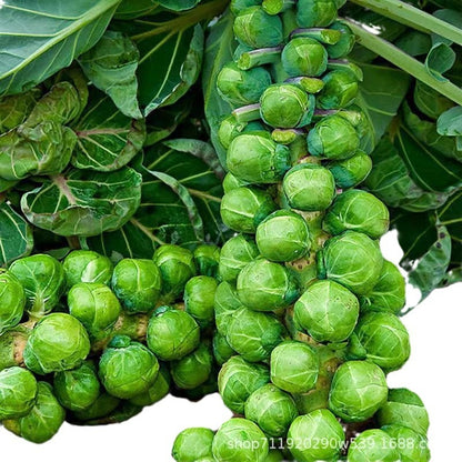 🔥Buy 1 Get 1 Free🔥🌟Brussel Sprout Planting Seeds (Mini Cabbage) – With Plant Growth Supplement Free