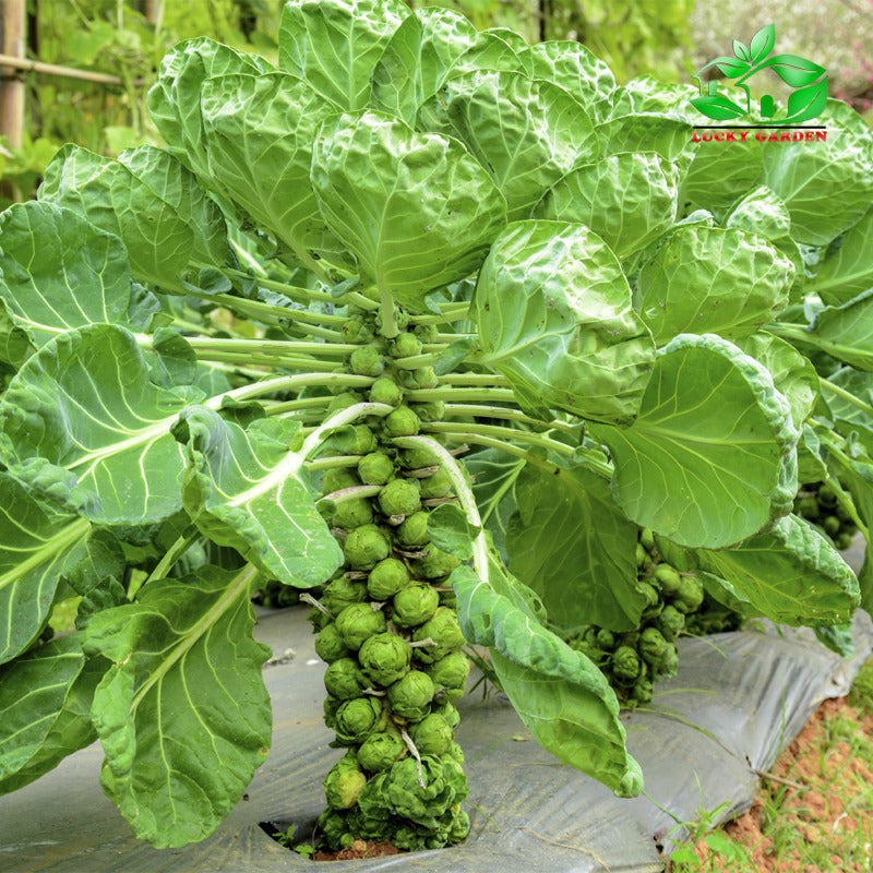 🔥Buy 1 Get 1 Free🔥🌟Brussel Sprout Planting Seeds (Mini Cabbage) – With Plant Growth Supplement Free