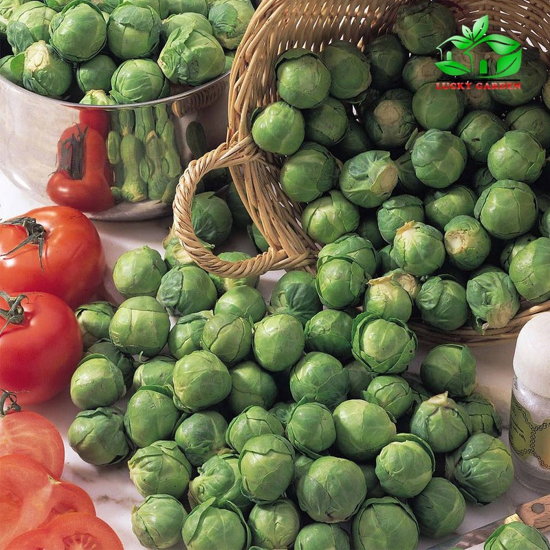 🔥Buy 1 Get 1 Free🔥🌟Brussel Sprout Planting Seeds (Mini Cabbage) – With Plant Growth Supplement Free